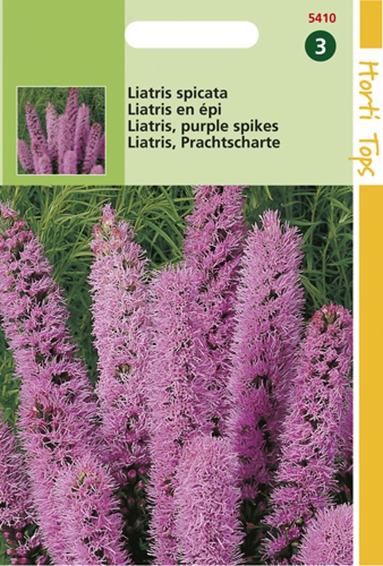 Blazing star (Liatris spicata) 250 seeds HT